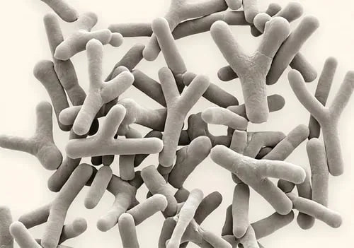 Bifidobacterium animalis lactis HN019